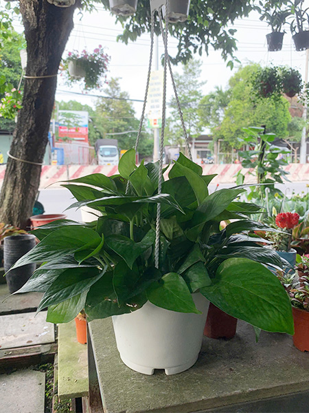 Chậu cây trầu bà treo dàn